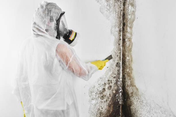 Best White Mold Remediation in Staten Island, NY