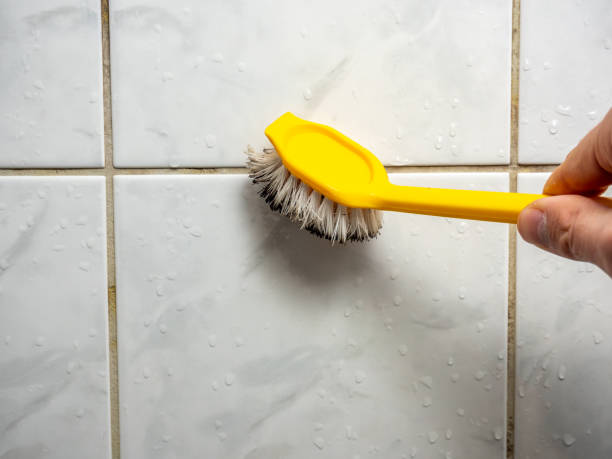 Trusted Staten Island, NY Mold Remediation Experts