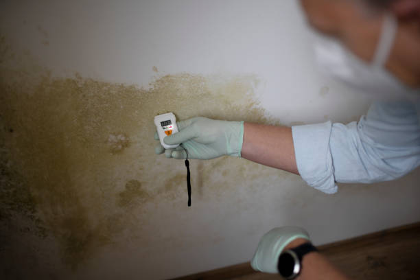 Best Basement Mold Remediation in Staten Island, NY